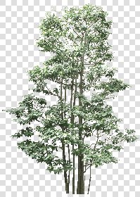 Packs - CUT OUT - Vegetation - Trees - CUT OUT TREES PACK 6 00041