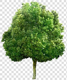CUT OUT TREES PACK 6 00041 - 10 cut out tree pack 6 px 2780x3300