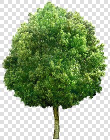 CUT OUT TREES PACK 6 00041 - 11 cut out tree pack 6 px 2600x3300