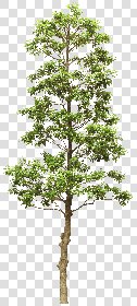 CUT OUT TREES PACK 6 00041 - 12 cut out tree pack 6 px 1584x3500