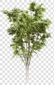 CUT OUT TREES PACK 6 00041 - 13 cut out tree pack 6 px 1920x3000