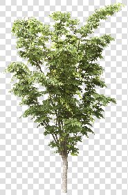 CUT OUT TREES PACK 6 00041 - 15 cut out tree pack 6 px 1991x3000