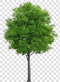 CUT OUT TREES PACK 6 00041 - 17 cut out tree pack 6 px 1833x2500