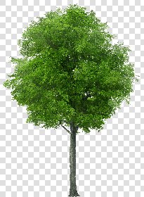 CUT OUT TREES PACK 6 00041 - 18 cut out tree pack 6 px 1833x2500