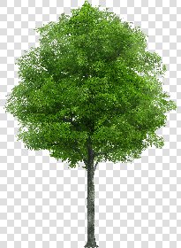 CUT OUT TREES PACK 6 00041 - 19 cut out tree pack 6 px 1833x2500