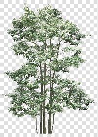 CUT OUT TREES PACK 6 00041 - 2 cut out tree pack 6 px 2130x2962