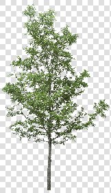 CUT OUT TREES PACK 6 00041 - 20 cut out tree pack 6 px 2037x3500