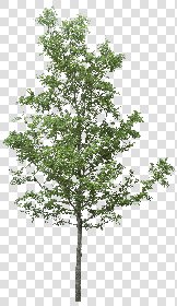 CUT OUT TREES PACK 6 00041 - 20 cut out tree pack 6 px 2037x3500