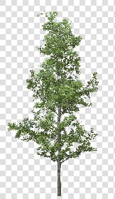 CUT OUT TREES PACK 6 00041 - 21 cut out tree pack 6 px 2037x3500