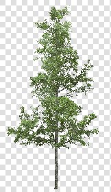 CUT OUT TREES PACK 6 00041 - 22 cut out tree pack 6 px 2037x3500