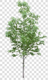 CUT OUT TREES PACK 6 00041 - 23 cut out tree pack 6 px 2037x3500