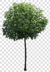 CUT OUT TREES PACK 6 00041 - 24 cut out tree pack 6 px 1110x1575