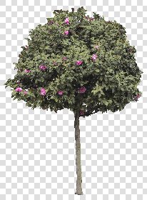 CUT OUT TREES PACK 6 00041 - 25 cut out tree pack 6 px 1085x1487