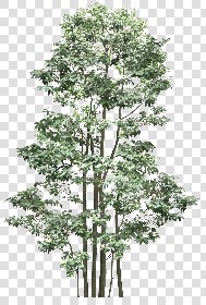 CUT OUT TREES PACK 6 00041 - 3 cut out tree pack 6 px 2029x3000