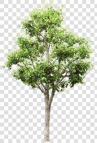 CUT OUT TREES PACK 6 00041 - 4 cut out tree pack 6 px 2369x3500