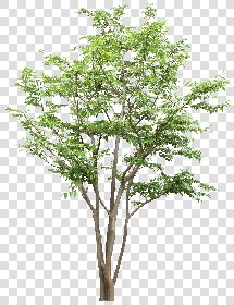 CUT OUT TREES PACK 6 00041 - 5  cut out tree pack 6 px 2448x3184