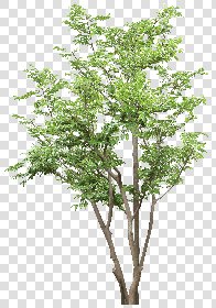 CUT OUT TREES PACK 6 00041 - 6 cut out tree pack 6 px 2132x3044