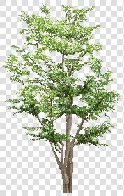 CUT OUT TREES PACK 6 00041 - 7 cut out tree pack 6 px1814x2852