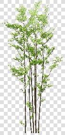 CUT OUT TREES PACK 6 00041 - 8 cut out tree pack 6 px 1705x3500