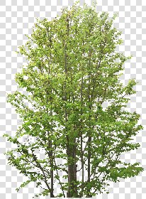 CUT OUT TREES PACK 6 00041 - 9 cut out tree pack 6 px 2438x3300