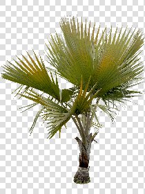 CUT OUT PALMS PACK 1 00046 - palm cut out pixel 1536 x 2048