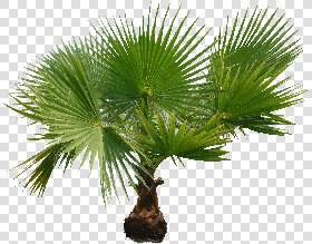 CUT OUT PALMS PACK 1 00046 - palm cut out pixel 2176x 1708