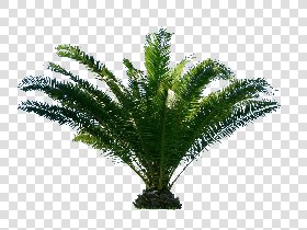 CUT OUT PALMS PACK 1 00046 - palm cut out pixel 2000 x 1500