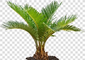 CUT OUT PALMS PACK 1 00046 - palm cut out pixel 3555 x 2502