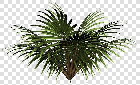 CUT OUT PALMS PACK 1 00046 - palm cut out pixel 1130 x 687