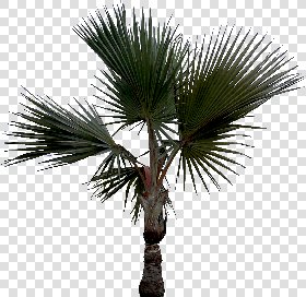 CUT OUT PALMS PACK 1 00046 - palm cut out pixel 1467 x 1430