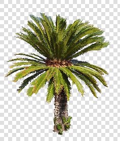 CUT OUT PALMS PACK 1 00046 - palm cut out pixel 1125 x 1329