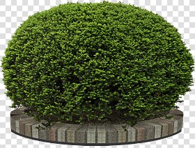 CUT OUT SHRUBS PACK 1 00020 - Pixel 1200 x 913