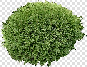 CUT OUT SHRUBS PACK 1 00020 - Pixel 1000 x 773