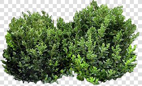 CUT OUT SHRUBS PACK 1 00020 - Pixel 1000 x 613