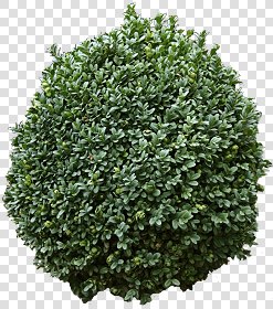 CUT OUT SHRUBS PACK 1 00020 - Pixel 800 x 905