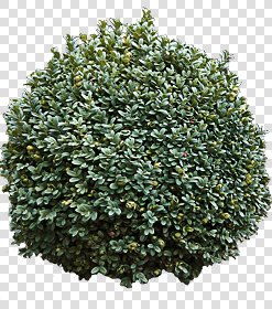 CUT OUT SHRUBS PACK 1 00020 - Pixel 800 x 905