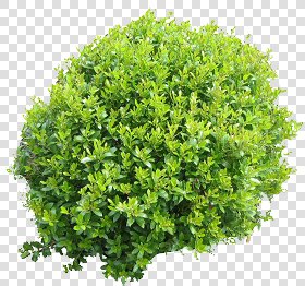 CUT OUT SHRUBS PACK 1 00020 - Pixel 748 x 700