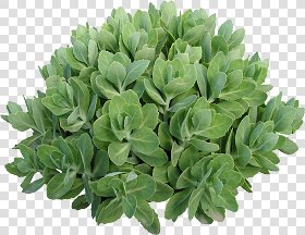 CUT OUT SHRUBS PACK 1 00020 - Pixel 1631 x 1264