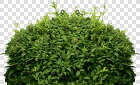 CUT OUT SHRUBS PACK 1 00020 - Pixel 1035 x 631