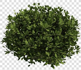 CUT OUT SHRUBS PACK 2 00021 - Pixel 563 x 486