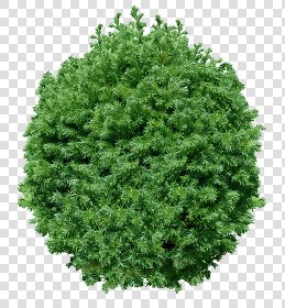 CUT OUT SHRUBS PACK 2 00021 - Pixel 1771 x 1910