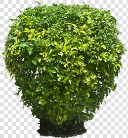 CUT OUT SHRUBS PACK 2 00021 - Pixel 672 x 714