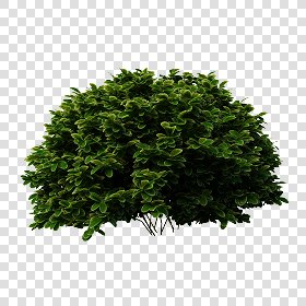 CUT OUT SHRUBS PACK 2 00021 - Pixel 2000 x 2000