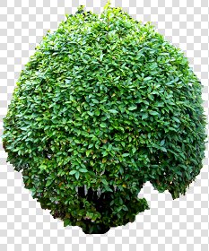 CUT OUT SHRUBS PACK 2 00021 - Pixel 2174 x 2605