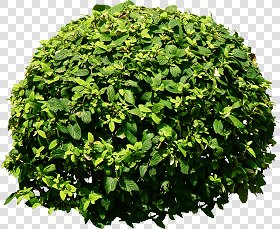 CUT OUT SHRUBS PACK 2 00021 - Pixel 1329 x 1091