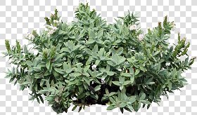 CUT OUT SHRUBS PACK 2 00021 - Pixel 1682 x 990