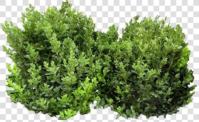 CUT OUT SHRUBS PACK 2 00021 - Pixel 623 x 382