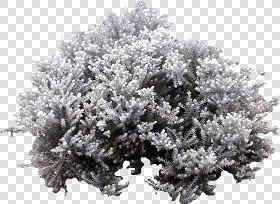 CUT OUT SHRUBS PACK 2 00021 - Pixel 1639 x 1196