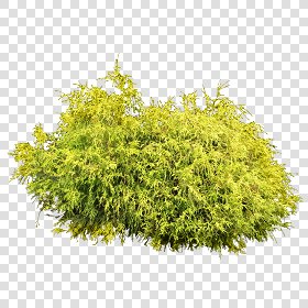 CUT OUT SHRUBS PACK 2 00021 - Pixel 2999 x 2999