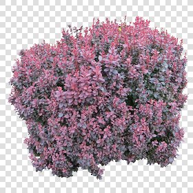 CUT OUT SHRUBS PACK 2 00021 - Pixel 2902 x 2902